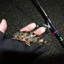 南港へち釣行 （2020/02/15 濃霧の南港ヘチ釣り 真チヌ48cm　ガシラ 釣果有り）