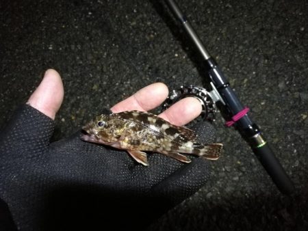 南港へち釣行 （2020/02/15 濃霧の南港ヘチ釣り 真チヌ48cm　ガシラ 釣果有り）