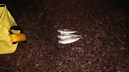 初　淡路メバリング