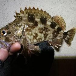 南港へち釣行 (2020/02/16 南港ヘチ釣り キビレチヌ(39cm)ガシラ 釣果有り)