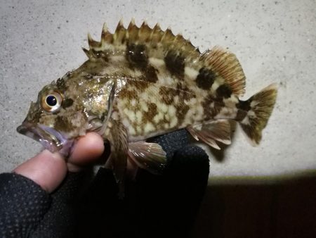 南港へち釣行 (2020/02/16 南港ヘチ釣り キビレチヌ(39cm)ガシラ 釣果有り)