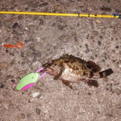 レアタケノコゲットだぜ