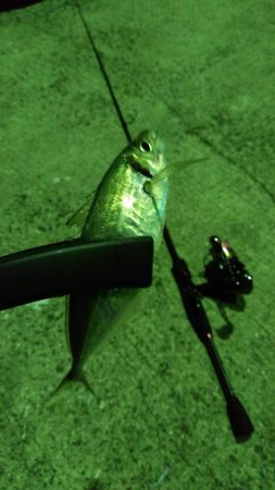 風も無く暖かそうなので