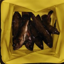 ベタ凪はしんどい