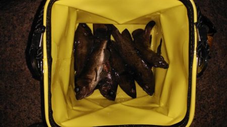 ベタ凪はしんどい