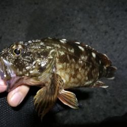 南港へち釣行 （2020/02/24 南港ヘチ釣り　キビレチヌ（31cm）ガシラ 釣果有り）