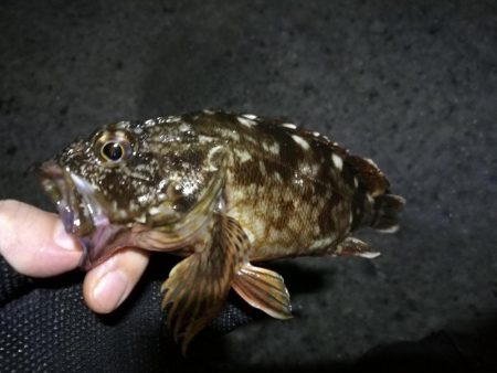 南港へち釣行 （2020/02/24 南港ヘチ釣り　キビレチヌ（31cm）ガシラ 釣果有り）