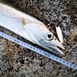 久しぶりにナイスサイズ釣れました