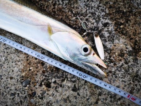 久しぶりにナイスサイズ釣れました