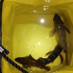 無風ベタ凪そして雨