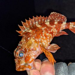 渋い中ポツポツと