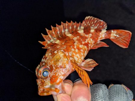 渋い中ポツポツと