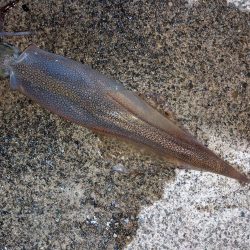 混雑の中小堤防で