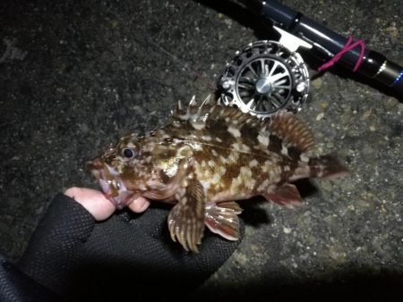 南港へち釣行 （2020/02/29 うるう年の南港ヘチ釣り 歳無し！真チヌ52.5cm　ガシラ 釣果有り）