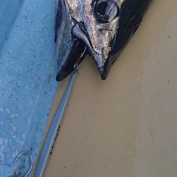 ビンチョウマグロジギング