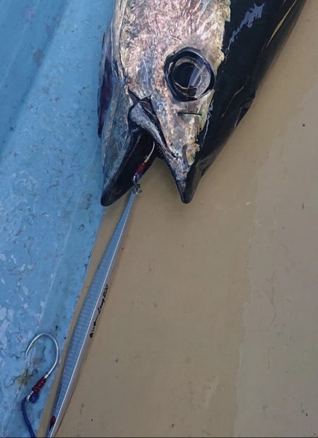 ビンチョウマグロジギング