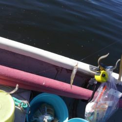 2シーズンぶりの釣果