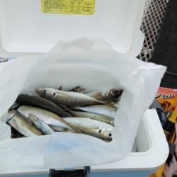 アジ爆釣