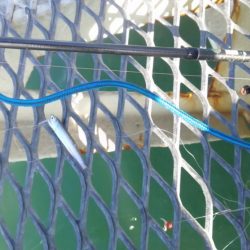 天候が悪く今週はアジも不調　イワシがつれました　下関フィッシングパーク