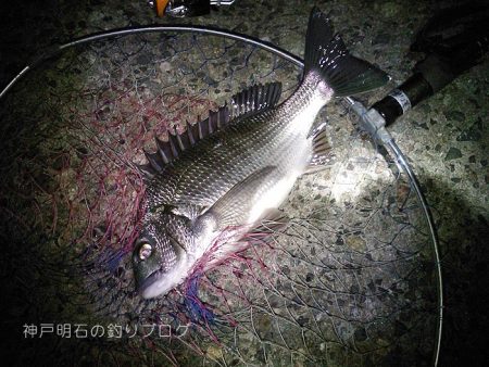 乗っ込みの気配