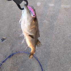 アコウ50cmとシーバス