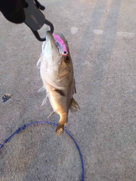 アコウ50cmとシーバス