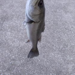 ライトタックルでシーバス