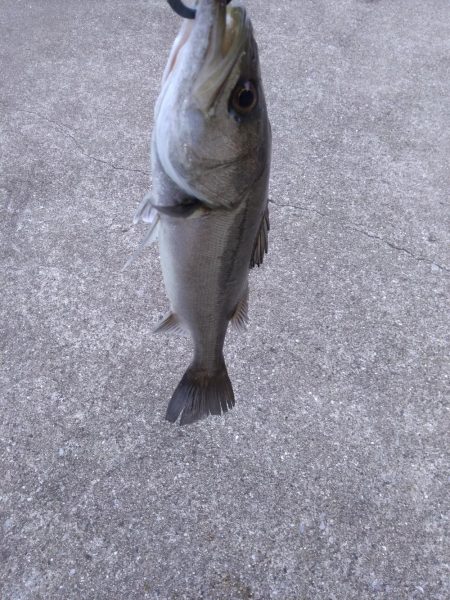 ライトタックルでシーバス