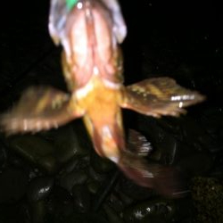 アジングからのガシリング