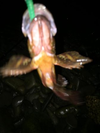 アジングからのガシリング