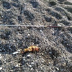 久しぶりにアオリイカでした!!