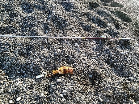 久しぶりにアオリイカでした!!