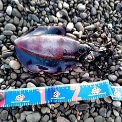 久しぶりのアオリイカでした！！