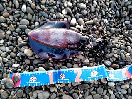 久しぶりのアオリイカでした！！