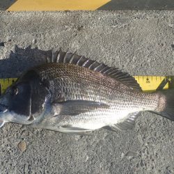 年無しチヌ含めて二桁