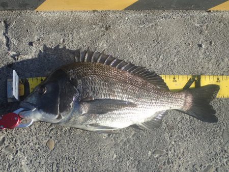 年無しチヌ含めて二桁