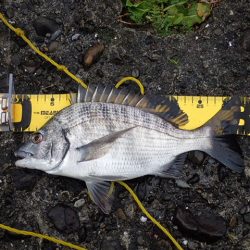 メイタサイズから年無しサイズまで