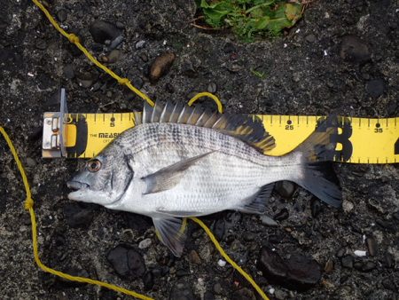 メイタサイズから年無しサイズまで