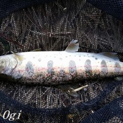 小柿渓谷でアマゴ&ニジマス！