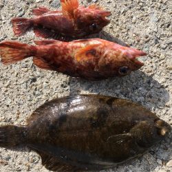 厳寒期は餌を楽しむ