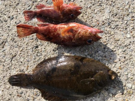 厳寒期は餌を楽しむ