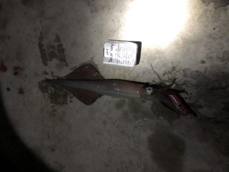 渋くなってきたかもしれません