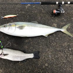 80のブリと50弱のヒラスズキ