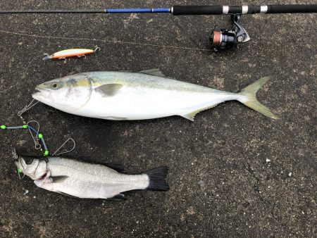 80のブリと50弱のヒラスズキ