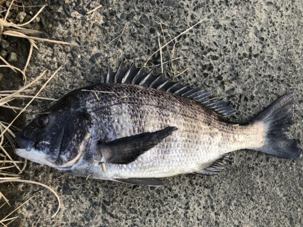 イチノ兄弟、釣果！