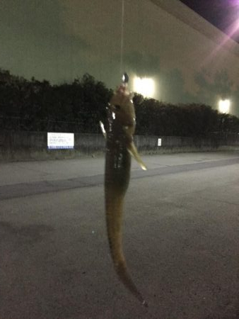 激シブの中、４目