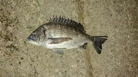 メバルの本番は間もなく到来かな?