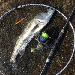 河口シーバス？