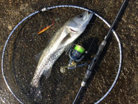 河口シーバス？