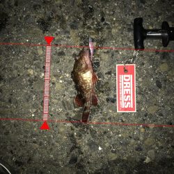 神戸ランガンライトゲーム2月3日リールもまく